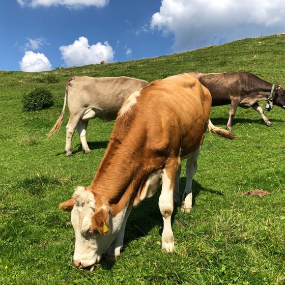 Meet your Posher, Claire - Picture 5 of 7